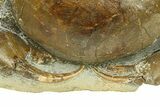 Miocene Fossil Crab (Tumidocarcinus) - New Zealand #302201-4